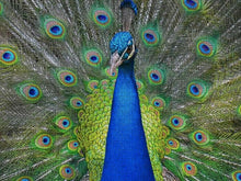 Peacock Collection No. 1 Oversized Woven Tapestry Blanket Throw