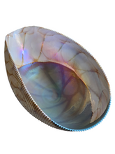 Iridescent Shell-shaped Sculptural Pleated Italian Art Glass Centerpiece Bowl