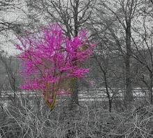 The Lone Tree Oversized Tapestry Blanket Throw Photography by Alice Lowe
