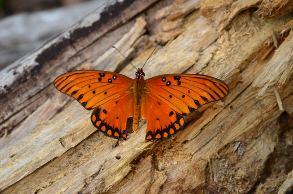 The Butterfly Strikes a Pose