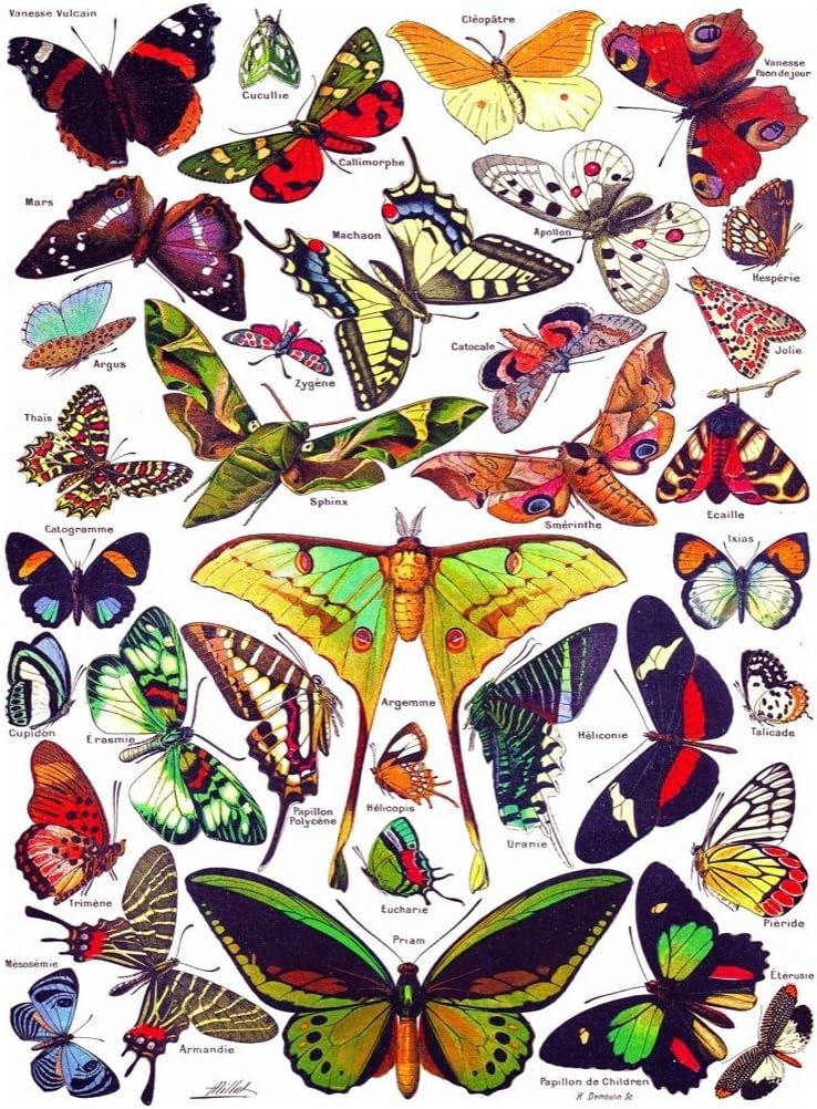 New York Puzzle Company - Vintage Images Butterflies ~ Papillons - 1000 Piece Challenging Jigsaw Puzzle for Adults by Adolphe Philippe Millot - paid link