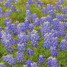 Round Top Texas Bluebonnets Woven Tapestry Blanket